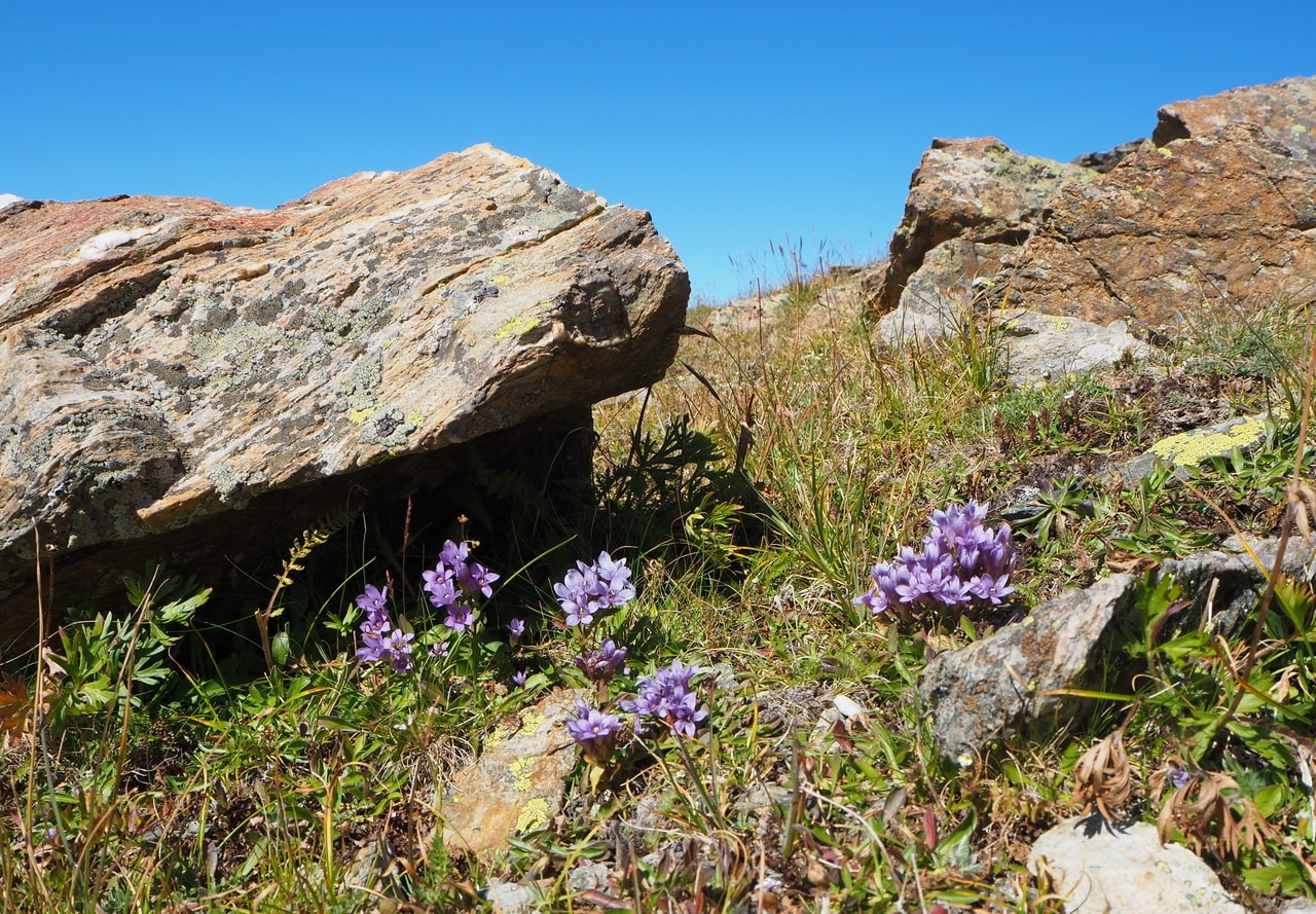 Изображение особи Gentianella biebersteinii.