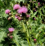 Cirsium uliginosum. Верхушка цветущего растения. Карачаево-Черкесия, Домбай, долина р. Домбай-Ульген, берег ручья. 30.08.2019.