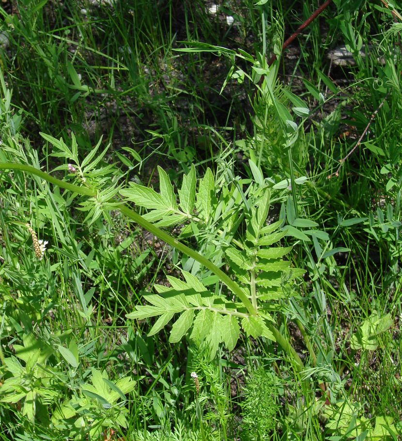 Изображение особи Valeriana alternifolia.