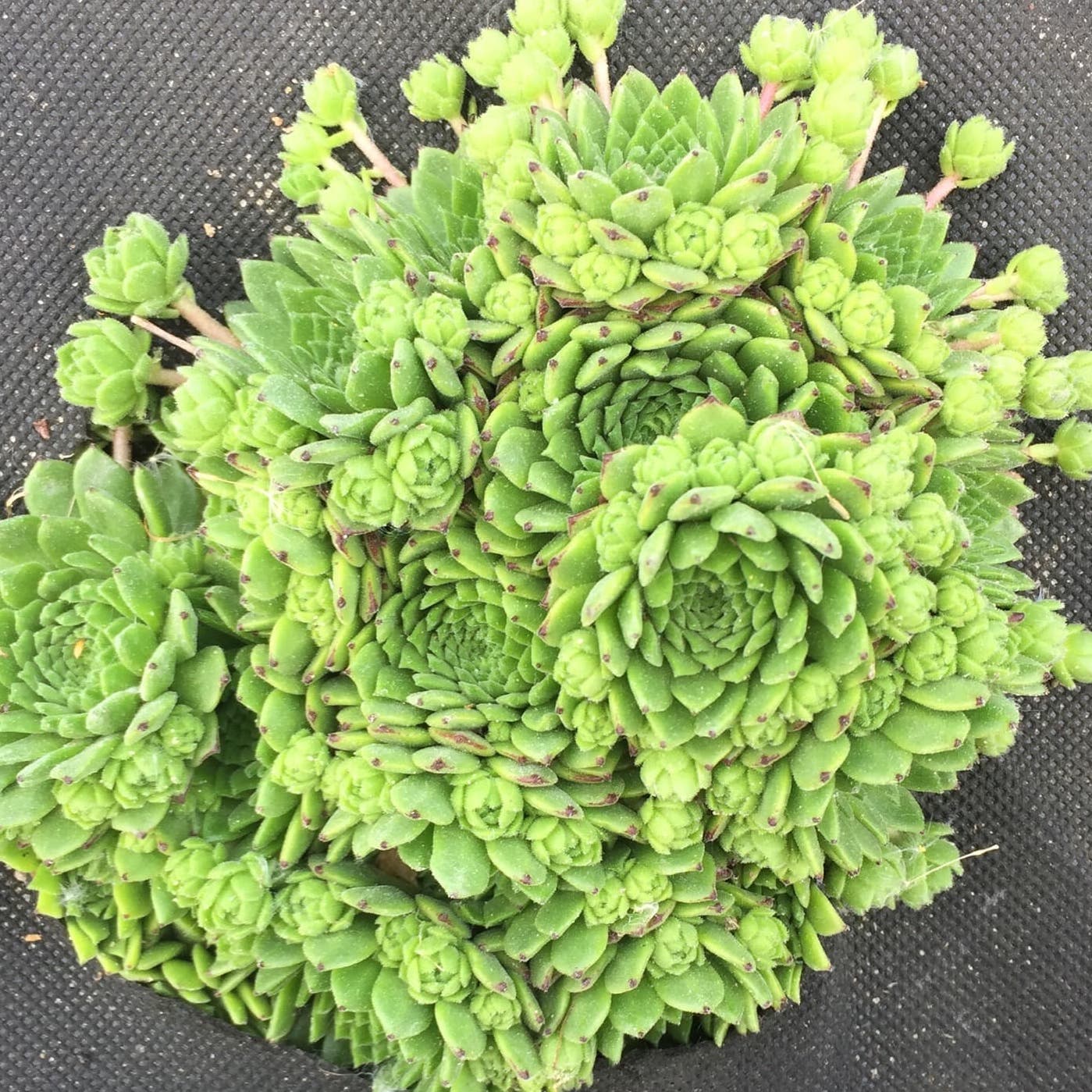 Изображение особи род Sempervivum.