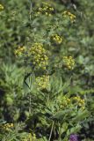 Bupleurum longiradiatum