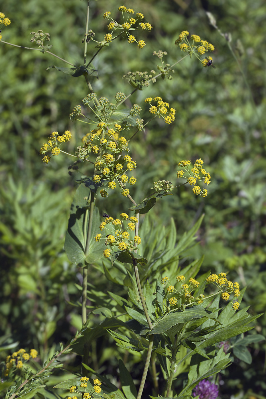 Изображение особи Bupleurum longiradiatum.