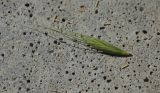Elymus excelsus