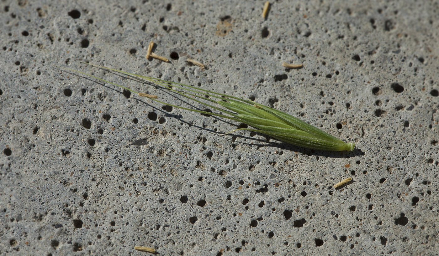 Image of Elymus excelsus specimen.