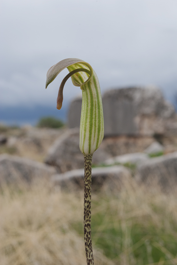 Image of Arisarum vulgare specimen.