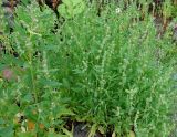род Atriplex
