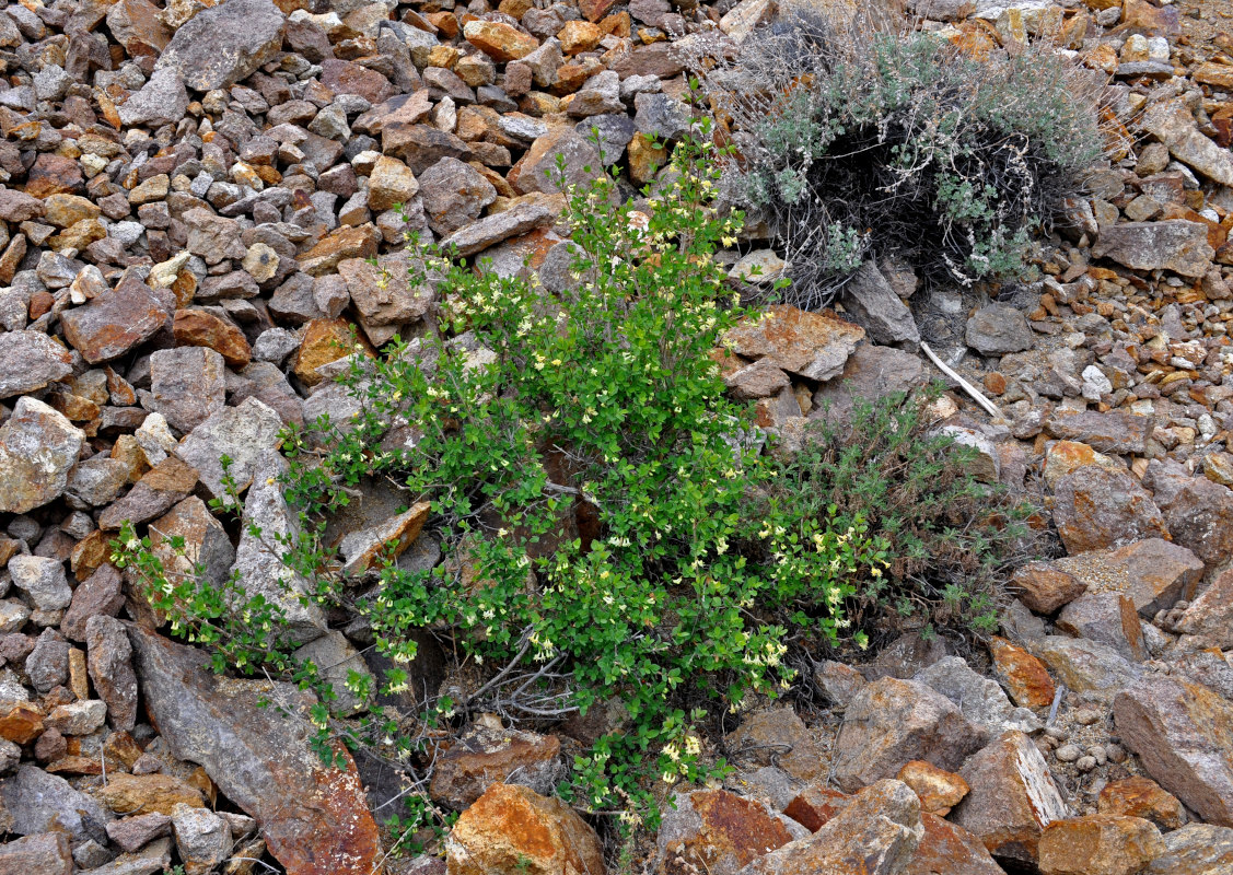 Image of Lonicera microphylla specimen.