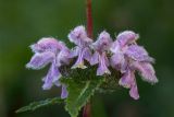 Phlomoides tuberosa