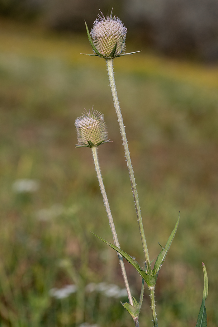 Изображение особи Dipsacus laciniatus.