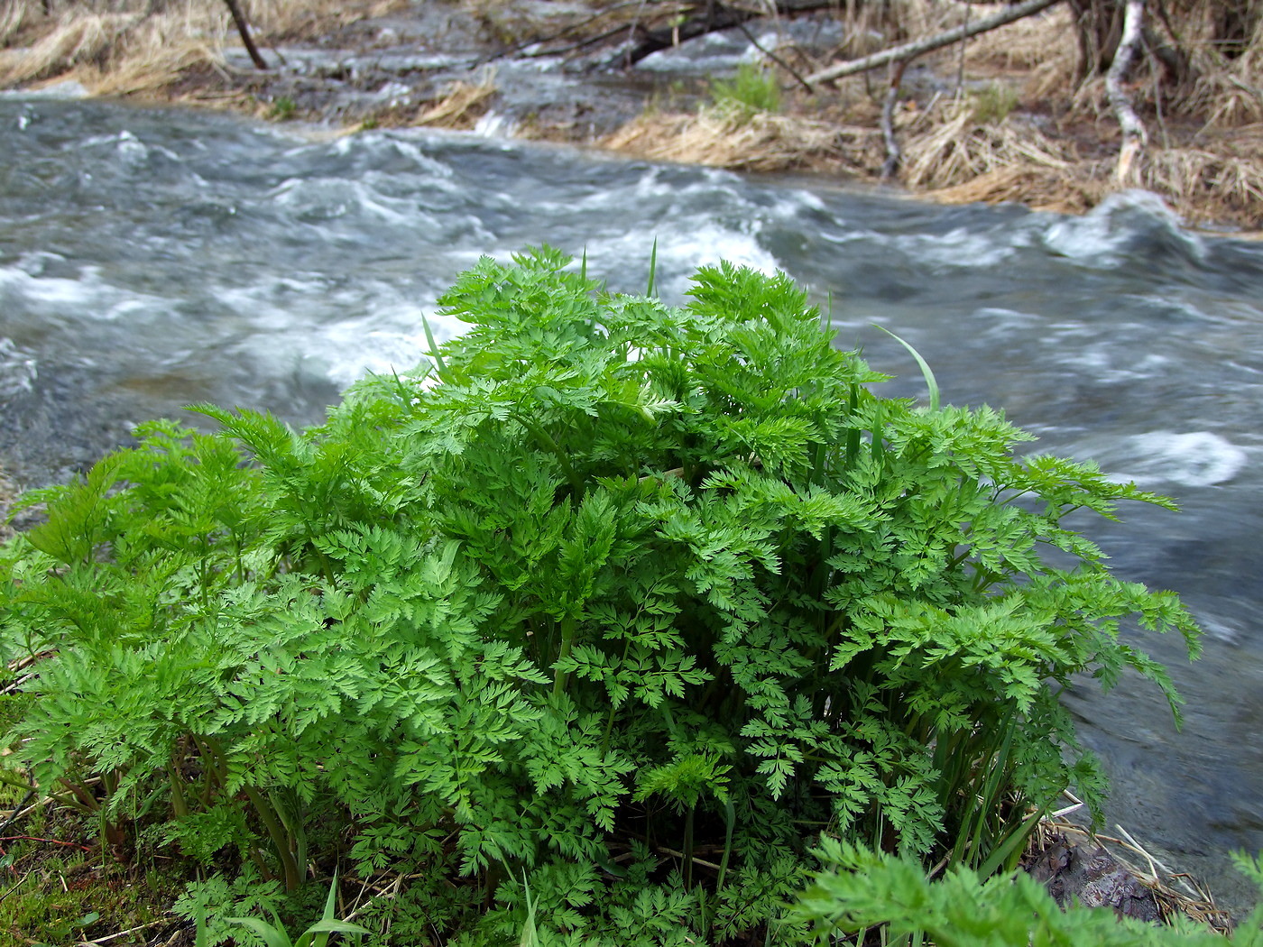 Image of Anthriscus sylvestris specimen.