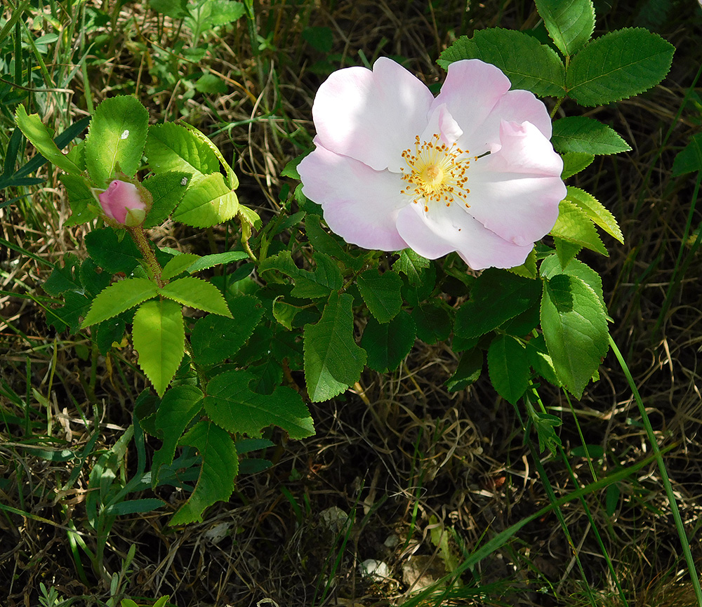 Rosa gallica