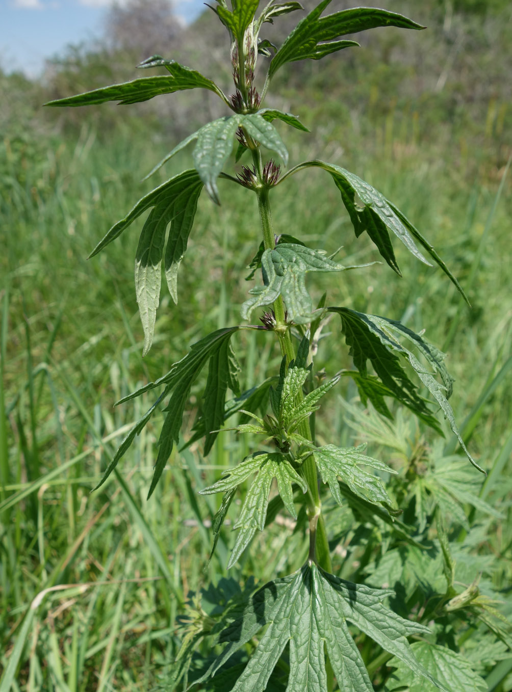 Изображение особи Leonurus turkestanicus.