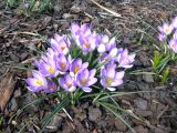 Crocus tommasinianus