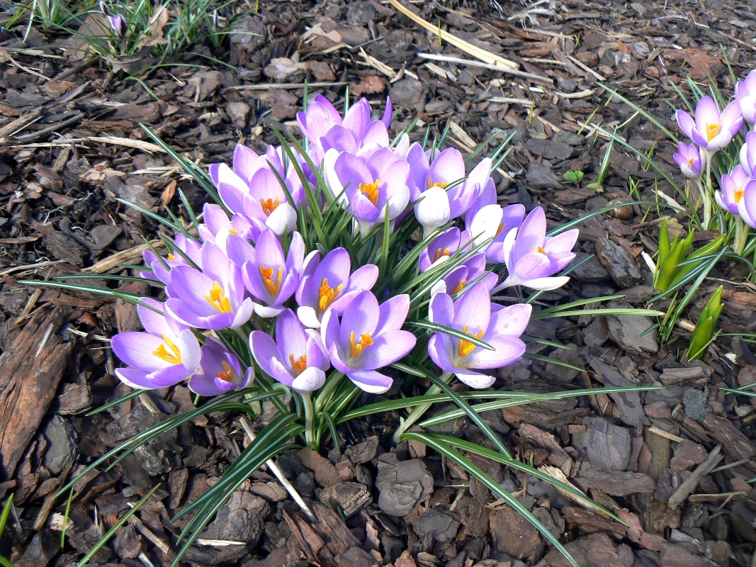 Изображение особи Crocus tommasinianus.