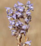 genus Phelipanche