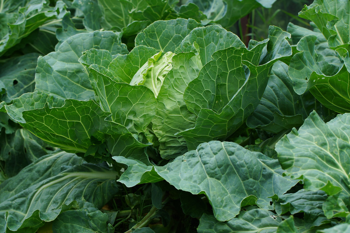 Image of Brassica oleracea var. capitata specimen.