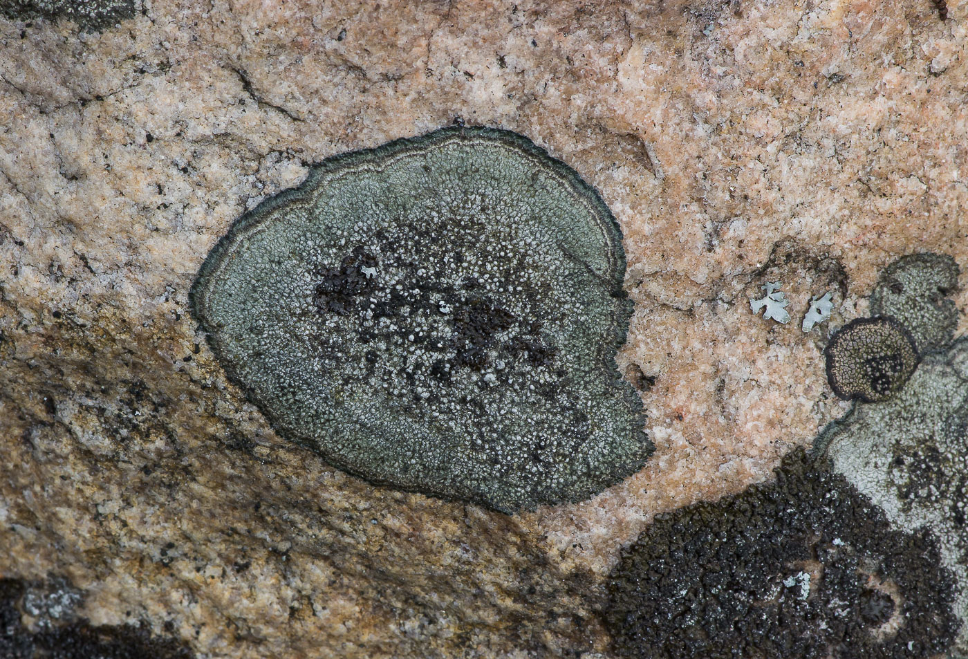 Image of genus Aspicilia specimen.