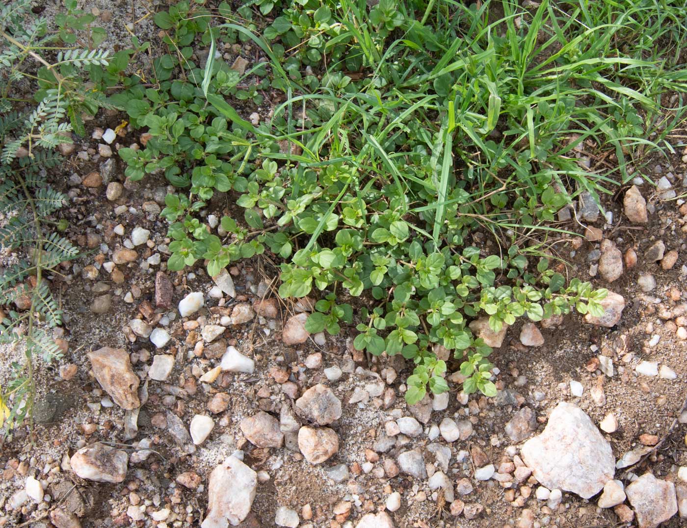 Image of Alternanthera pungens specimen.