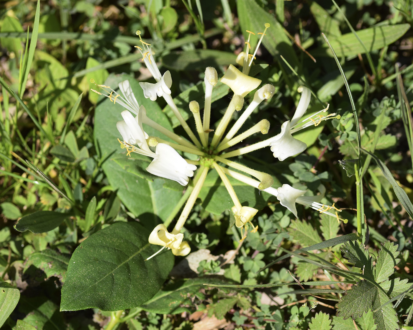 Изображение особи Lonicera periclymenum.