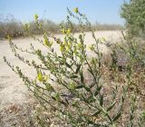 Linaria genistifolia