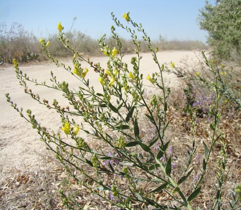 Изображение особи Linaria genistifolia.