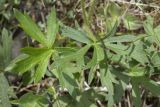 Ranunculus polyanthemos