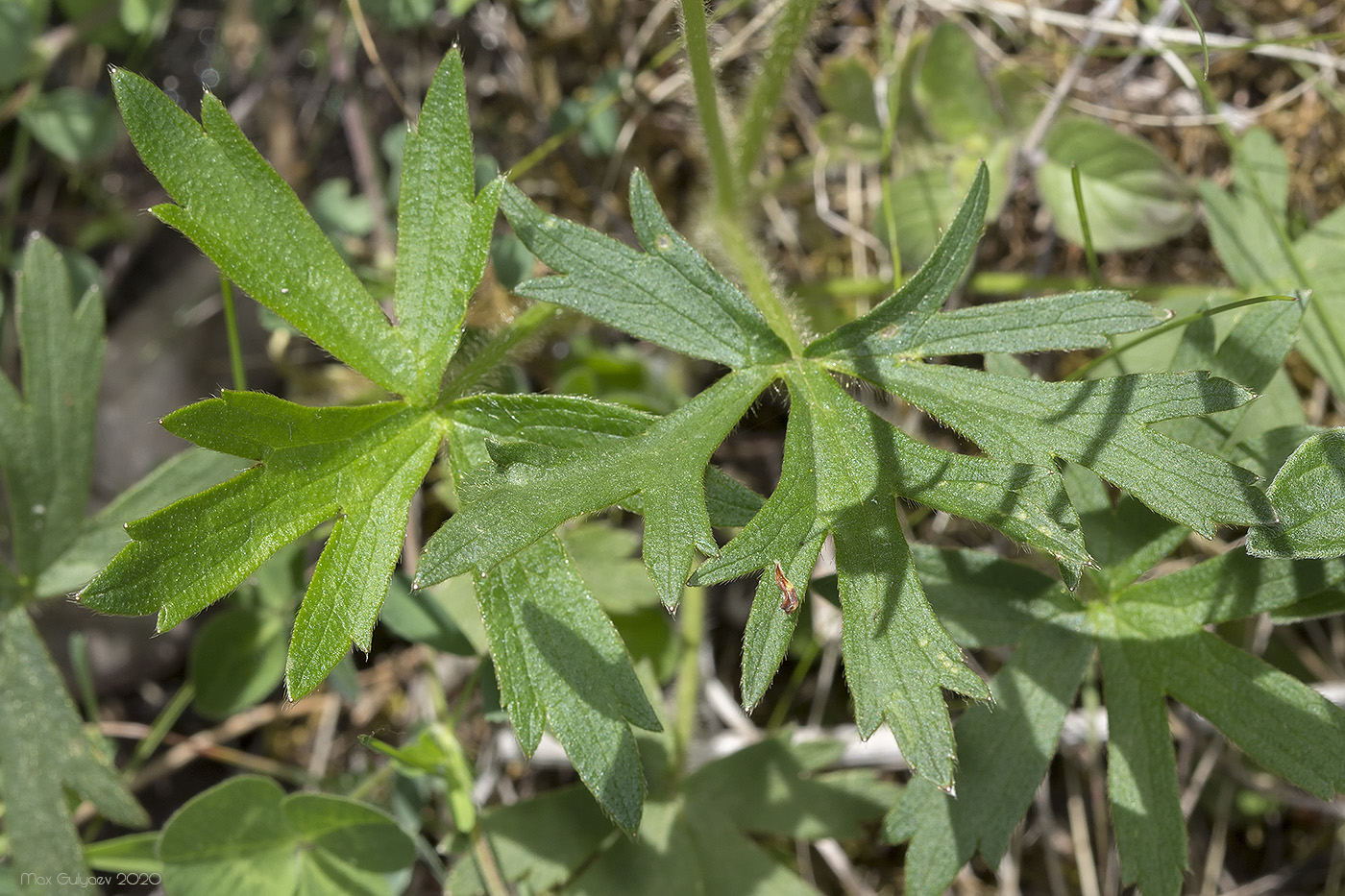 Image of Ranunculus polyanthemos specimen.