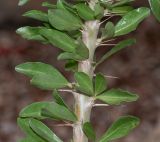 Pachypodium saundersii