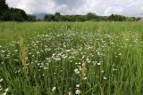 Leucanthemum ircutianum. Цветущие растения на лугу. Приморский край, Шкотовский р-н, окр. с. Анисимовка. 18.06.2020.