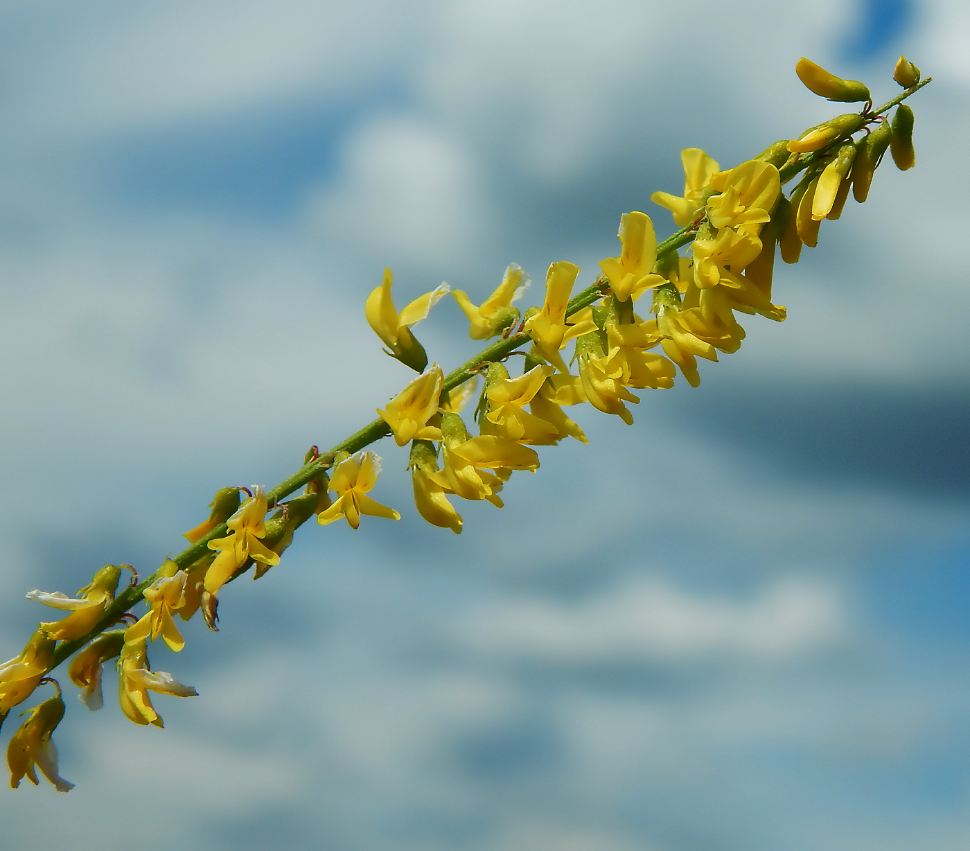 Изображение особи Melilotus officinalis.