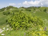 Corylus avellana