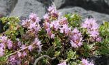 Thymus dmitrievae