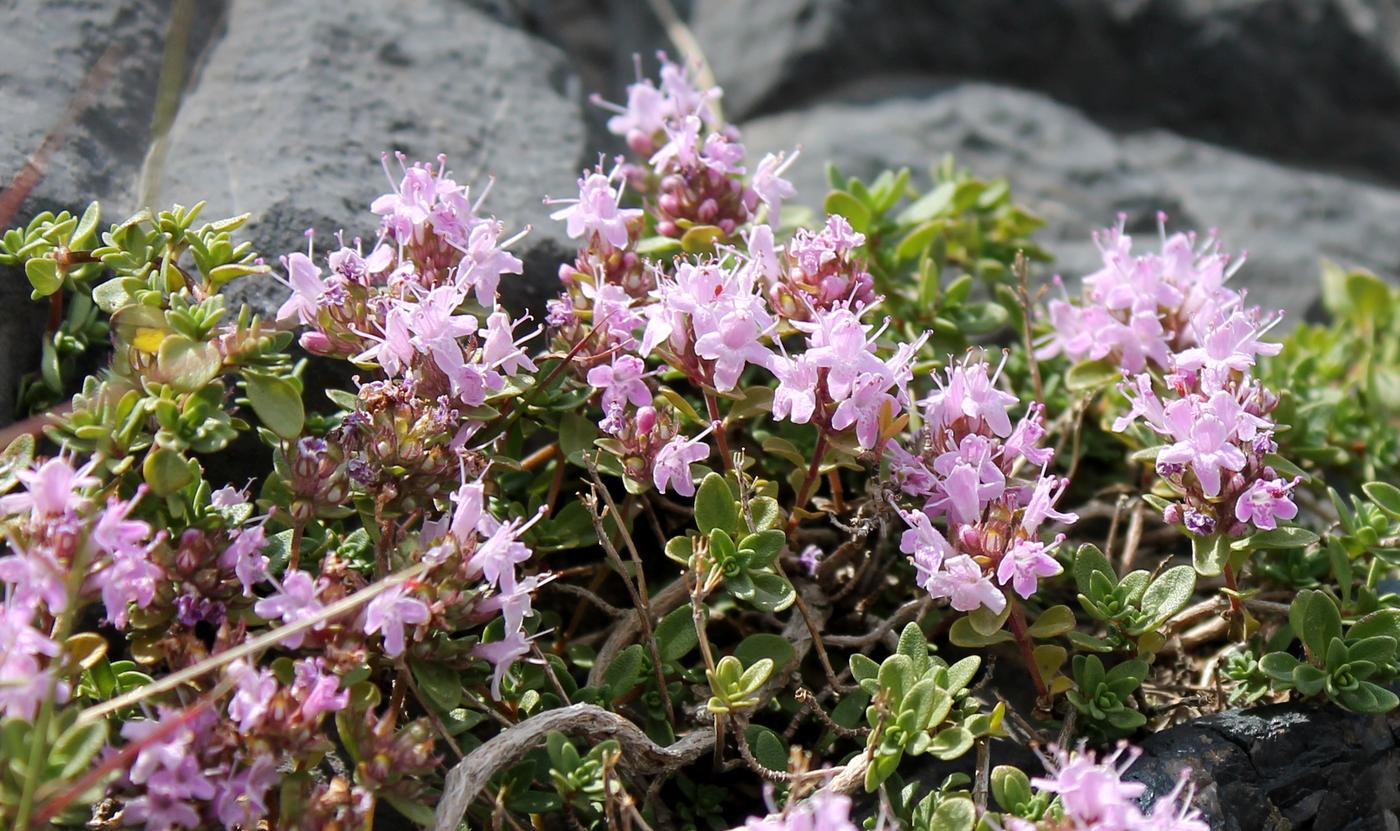 Изображение особи Thymus dmitrievae.