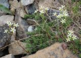 Saxifraga spinulosa