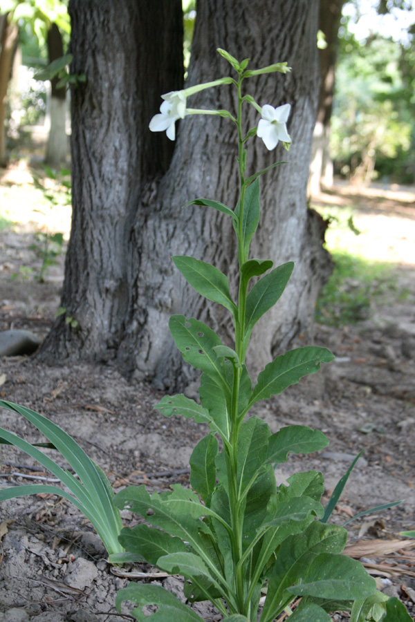 Image of Nicotiana alata specimen.