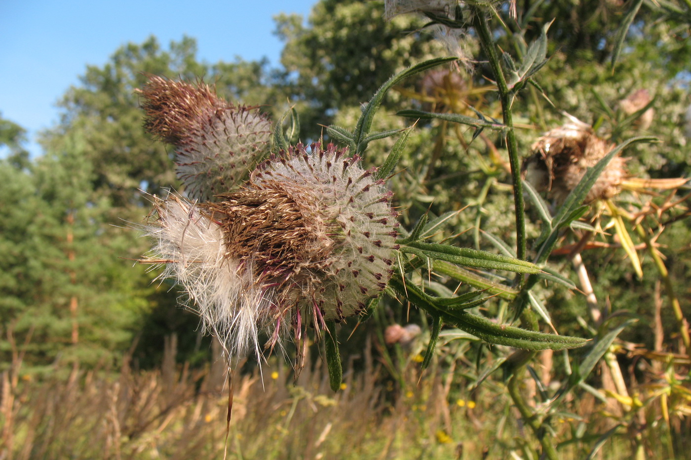 Изображение особи Cirsium polonicum.