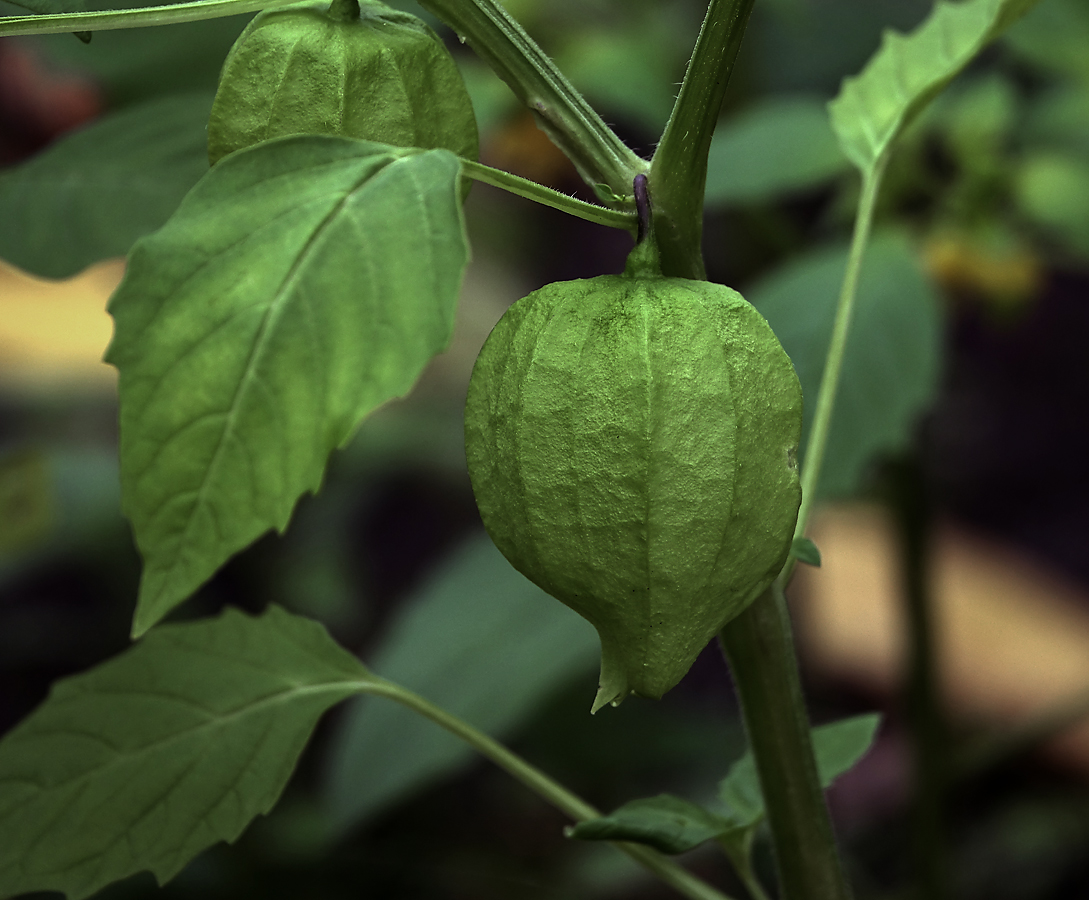 Image of Physalis angulata specimen.