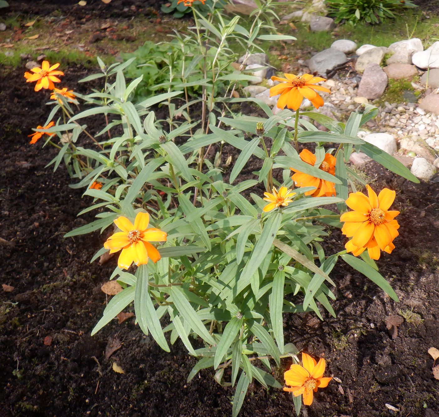 Image of Zinnia angustifolia specimen.