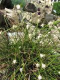 Carex baldensis. Цветущее растение. ФРГ, Нижняя Саксония, Ольденбург, ботанический сад Ольденбургского университета. 19 мая 2007 г.