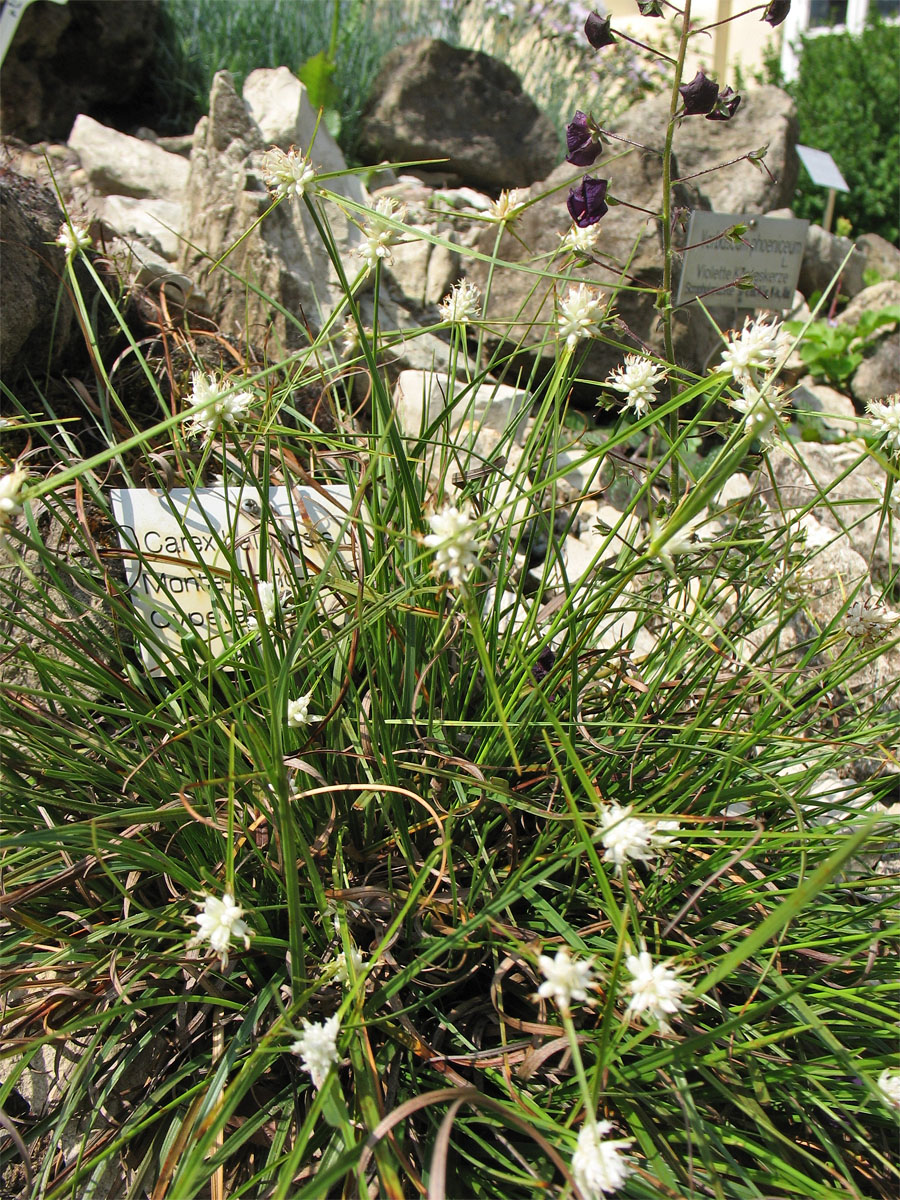 Изображение особи Carex baldensis.