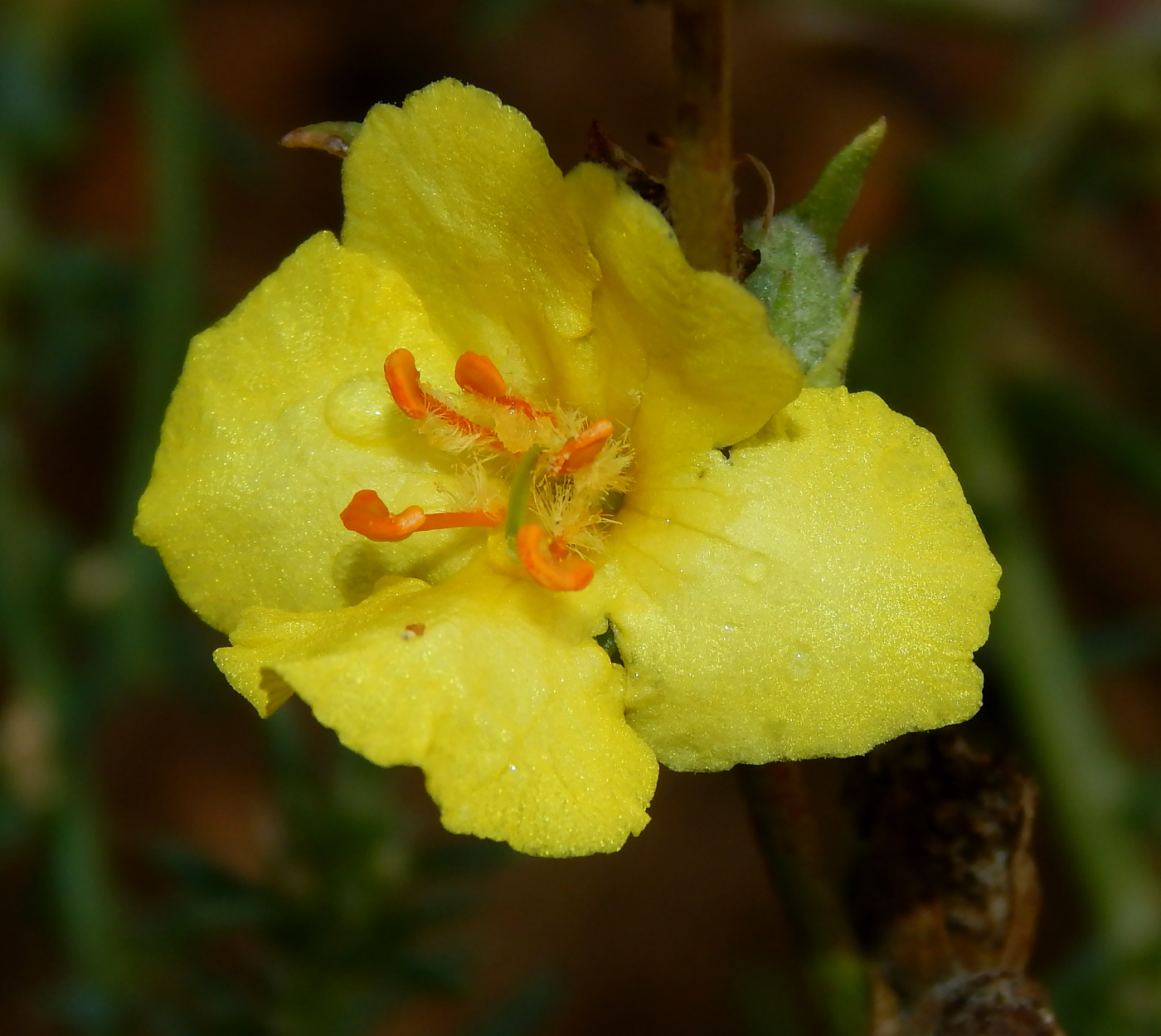 Image of Verbascum pinnatifidum specimen.