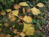 genus Crataegus. Верхушка веточки с листьями в осенней окраске. Московская обл., г. Дубна, лесопарк, окр. пика Тяпкина. 29.09.2020.