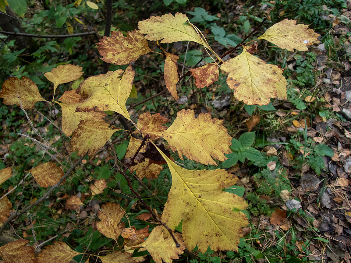 Image of genus Crataegus specimen.