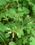 Gagea lutea. Отцветающее растение в смешанном лесу. 06.05.2008.