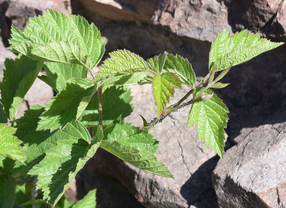 Изображение особи Rubus caesius.