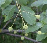 Cephalanthus occidentalis