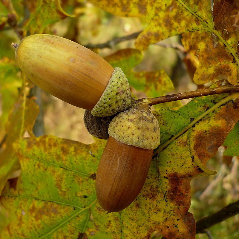 Изображение особи Quercus robur.