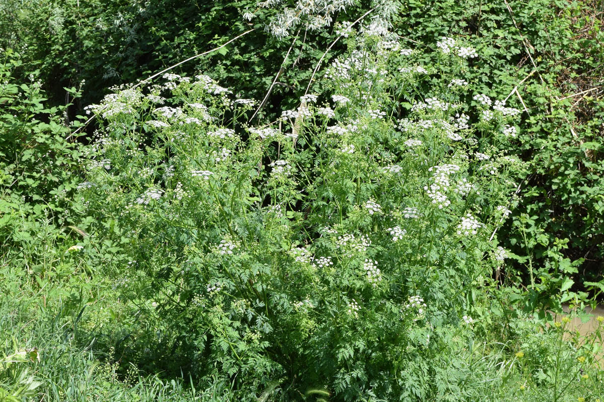 Изображение особи Conium maculatum.