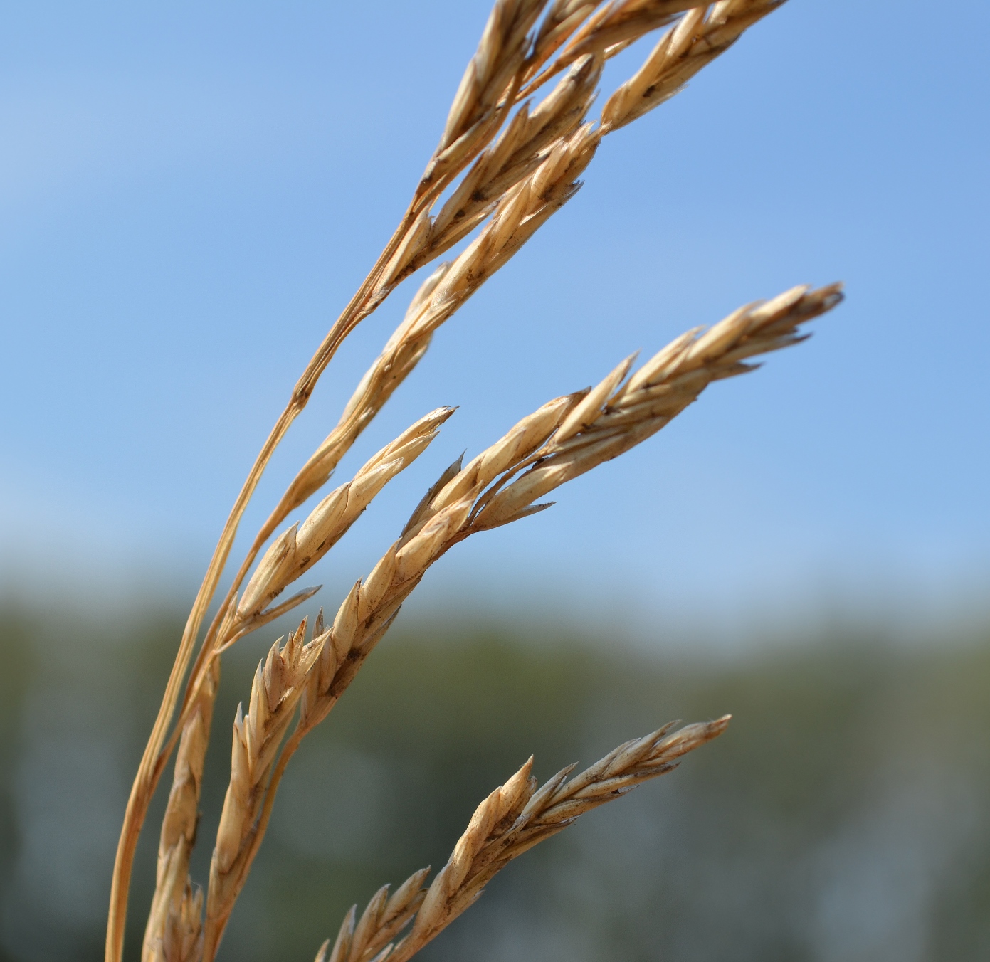 Image of Festuca arundinacea specimen.