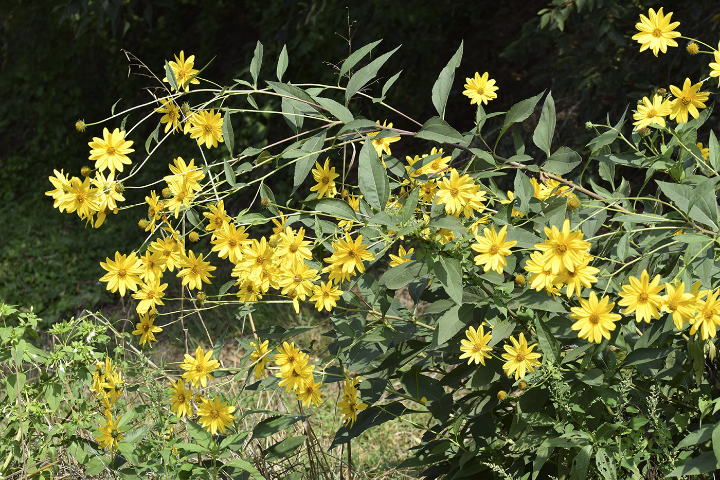 Image of Helianthus tuberosus specimen.